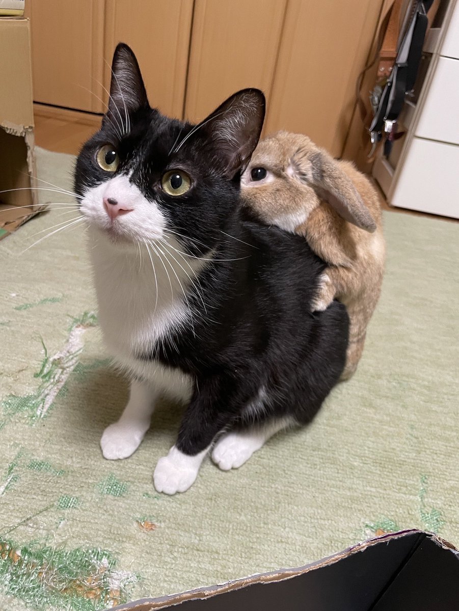 猫が背負うのは 今春流行の うさぎリュック 仲良しすぎる2匹の様子に めちゃくちゃ可愛い 癒される まいどなニュース