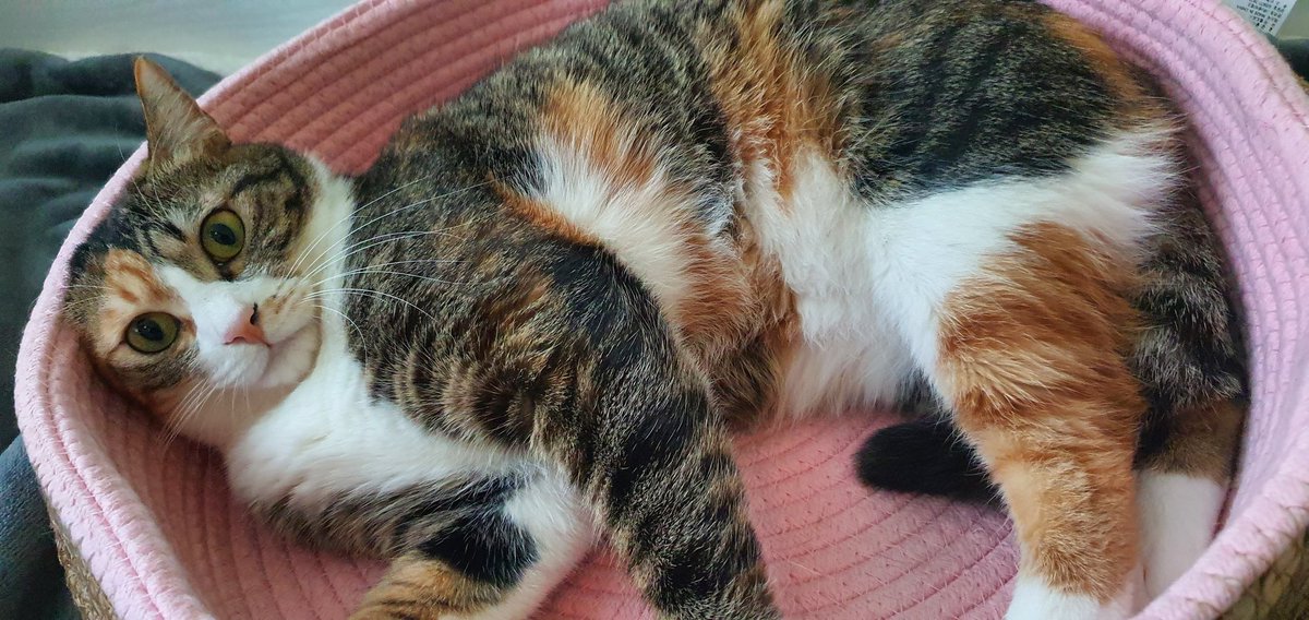 내 고양이 코코미미💕 tweet media