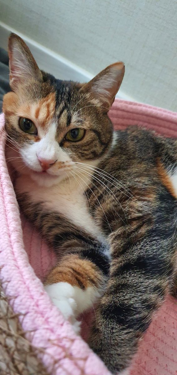 내 고양이 코코미미💕 tweet media