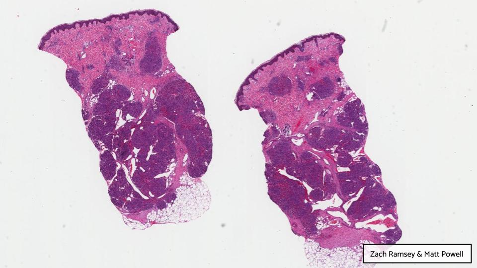 Georgia Association of Pathology (GAP) tweet media