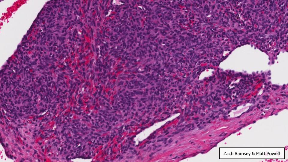 Georgia Association of Pathology (GAP) tweet media