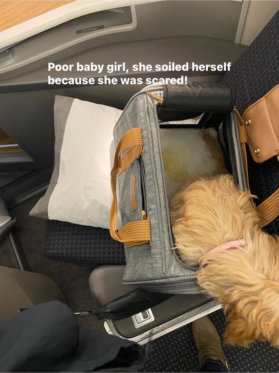 oskiff's tweet photo. Flew first class on @AmericanAir yesterday w/ my 4 month puppy -airline compliant. They made me put her in a box for take off &amp; landing saying I didn’t have the leg room. Ridiculous! Also didn’t happen on previous flight. She was so freaked &amp; soiled herself. #AmericanAirlines https://t.co/urOnlI7WfD