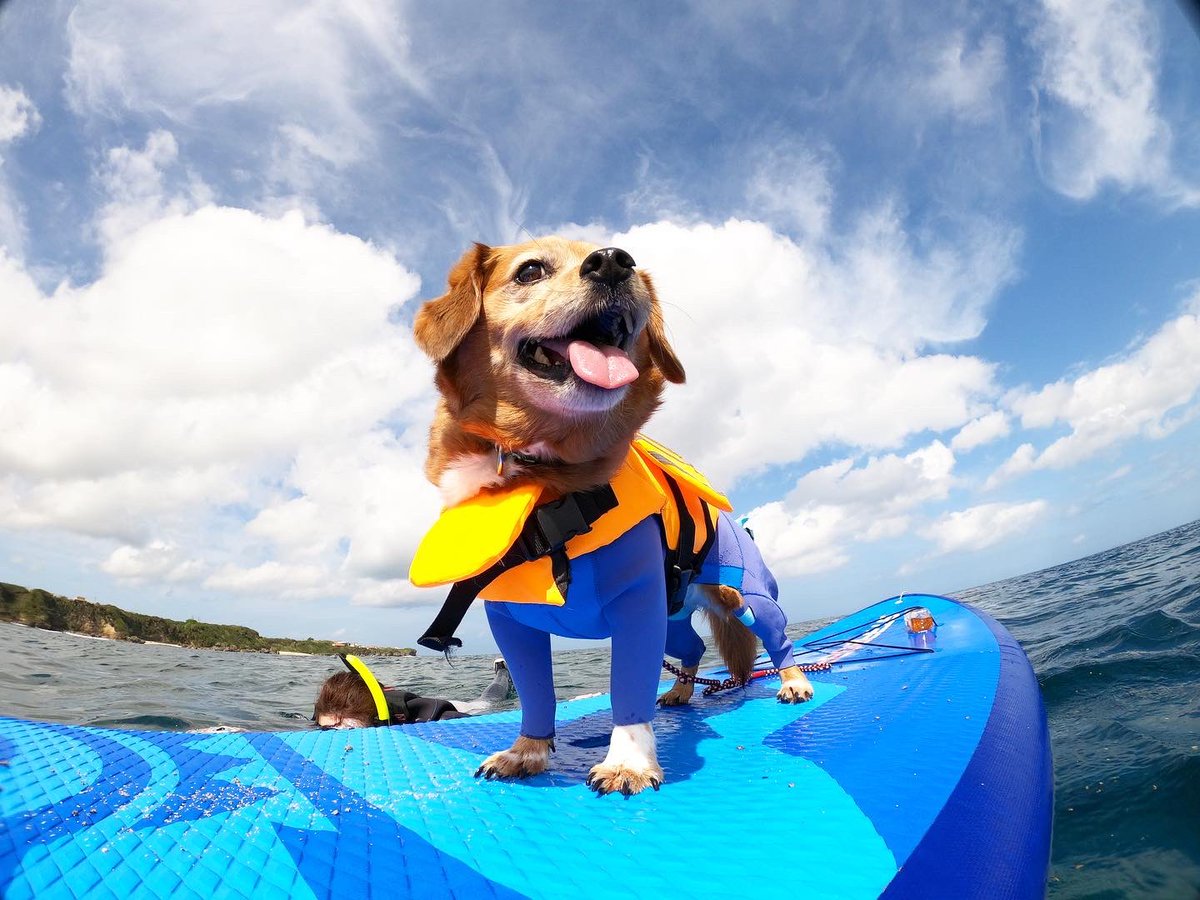 GGS_okinawan's tweet photo. かわゆいわんちゃんゲスト🐶

#沖縄#SUP
#古宇利島#今帰仁村
#SIJ公認スクール
#日本SUP指導者協会
#SUPインストラクター
#シュノーケリング
#シュノーケリングインストラクター
#海遊び#マリン体験
#ミストラル#mistral 
#suplife 
#snorkeringlife
#seakayaking https://t.co/7zvSPfit0e