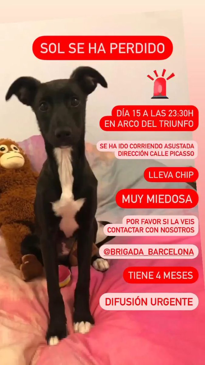BrigadaBcn's tweet photo. 🚨🚨Sol se ha perdido🚨🚨
Ayudadnos a encontrarla difundiendo por favor
#Barcelona #perro #Difundir https://t.co/IYDEl2Fuux