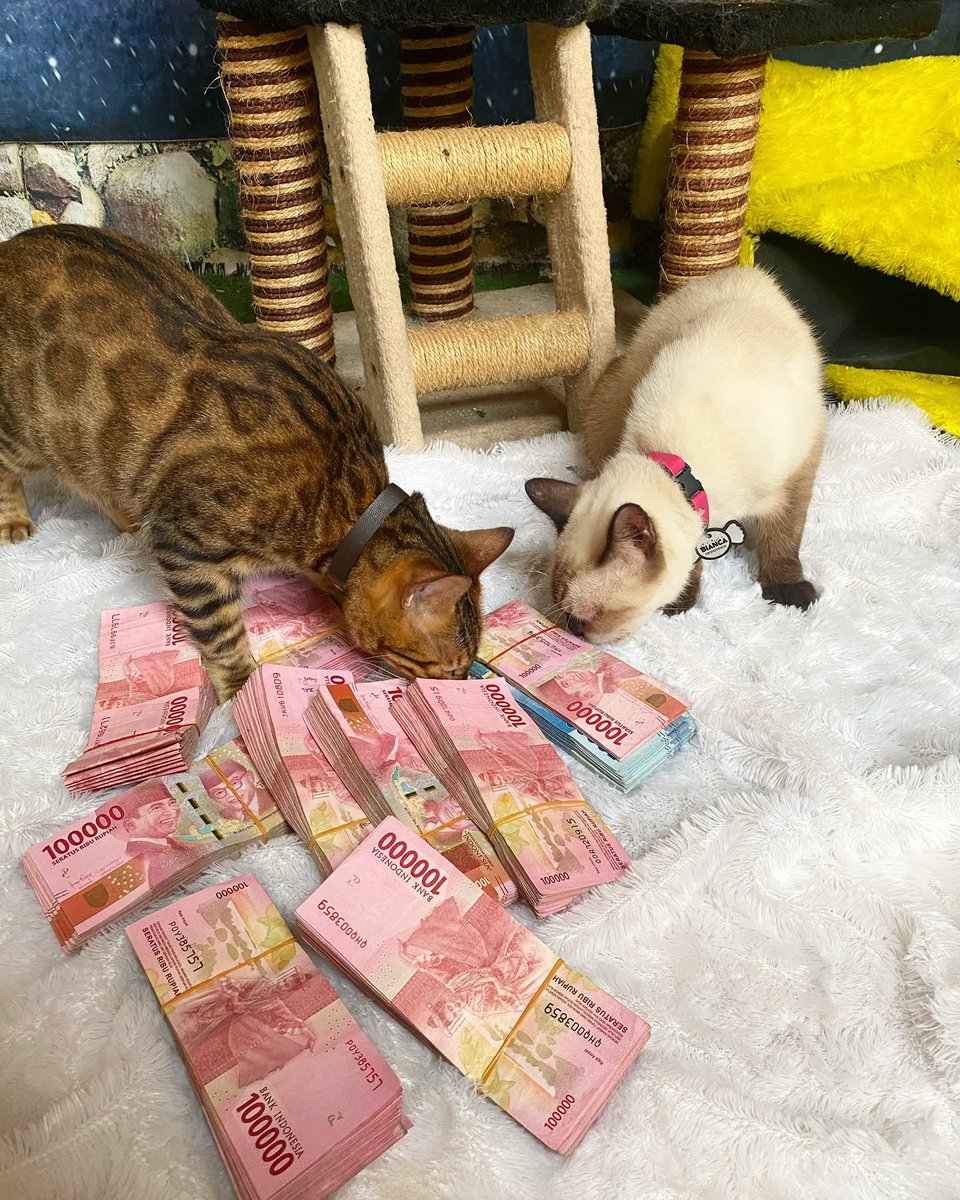 🐈‍⬛ selamat pagi, semoga hari ini aktifitasmu sesuai yg diharapkan