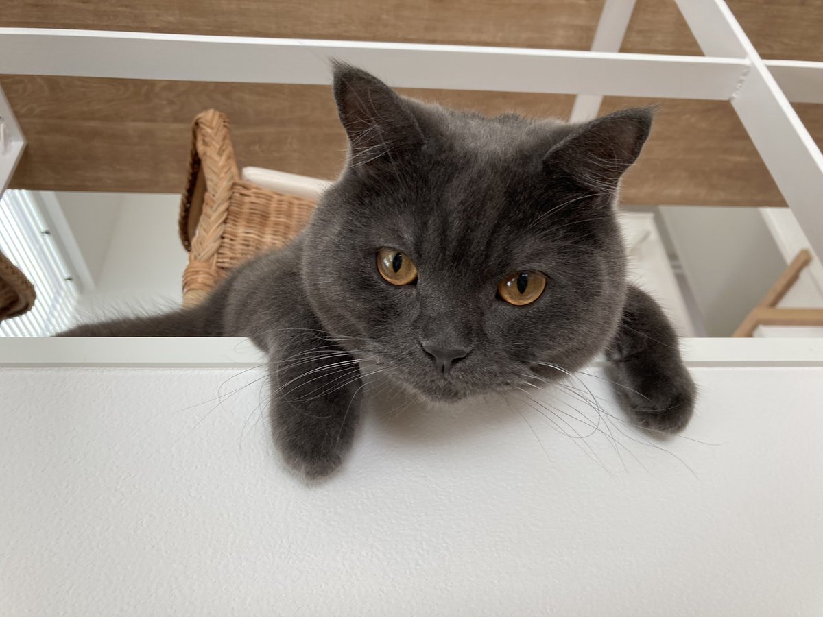 elmo0823's tweet photo. ひょっこりエルモくん🌟 https://t.co/8bHi4pGAOO