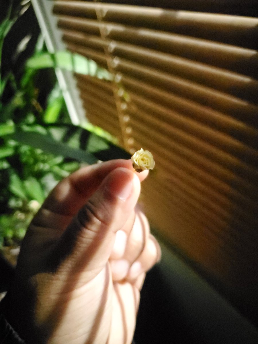 1500rosa's tweet photo. Tiny bouquet 😌 https://t.co/uxGn18rsMr