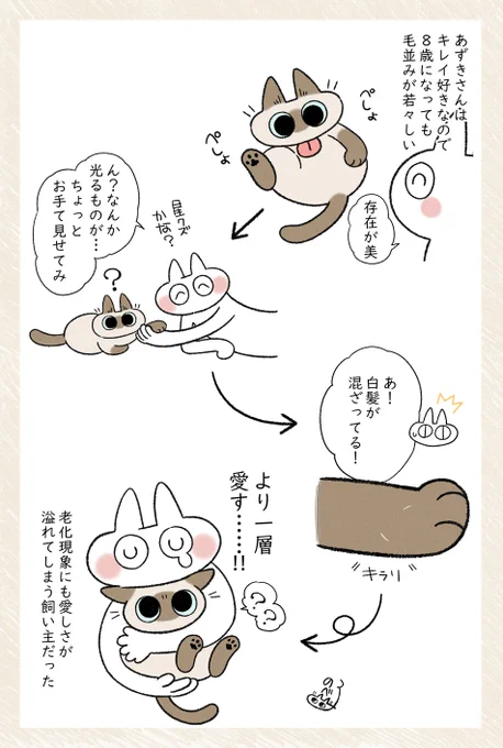 先日あずきさんの白髪を始めて発見したんだけど、なんか愛しさと長い間か一緒にいてくれてありがとうとかそういう気持ち溢れちゃいましたね……(早口)
 #シャム猫あずきさんは世界の中心 