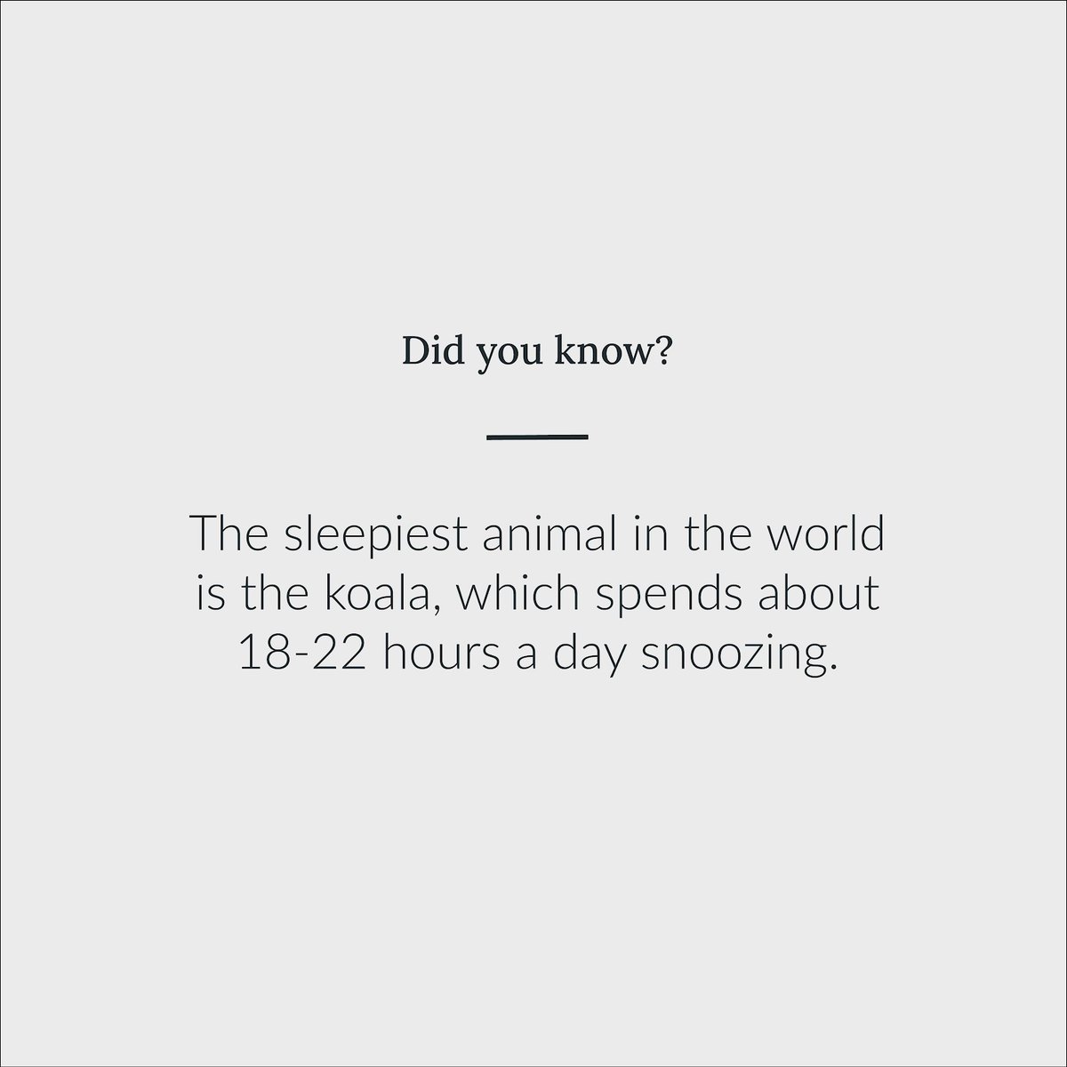 If a Koala tried our mattresses, we’d never get them out of bed! Do you know someone who could sleep this long? 🐨
