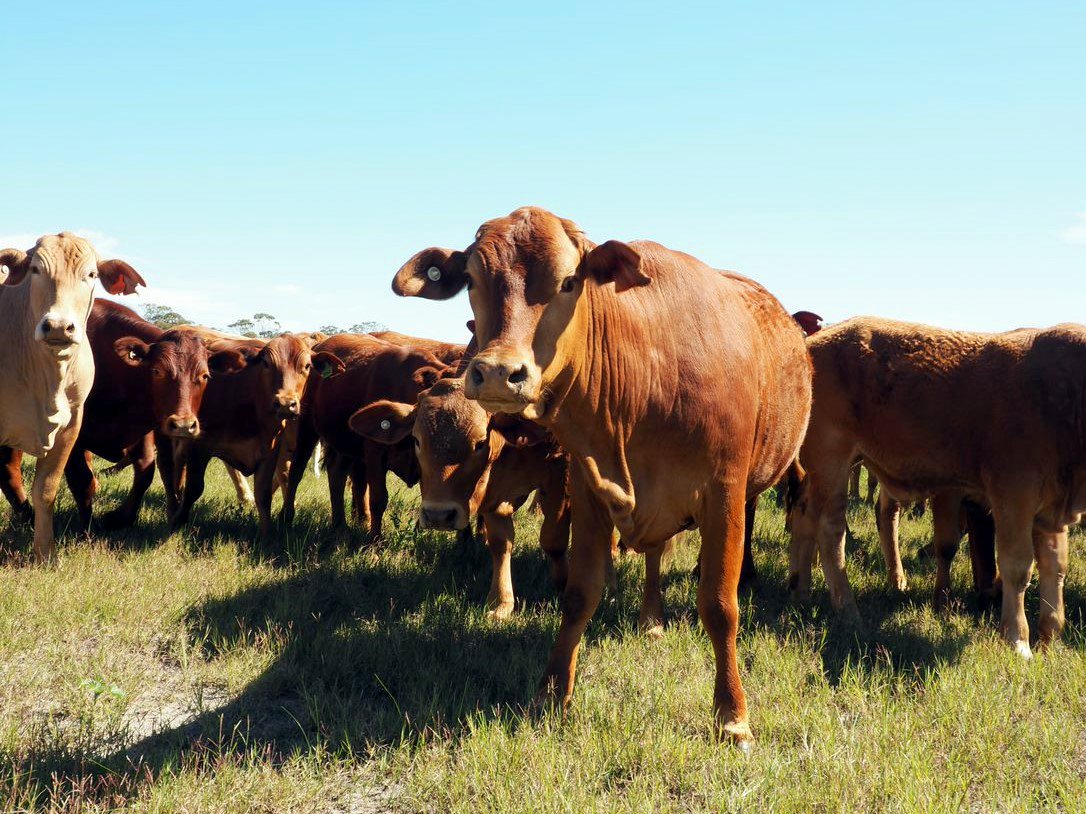 IOA_UWA's tweet photo. A dedicated R&D team from #UWA is investigating new ways to increase adoption of on-farm innovations in #livestock management 🐮 The new #BeefLinks project will take a transdisciplinary approach to improving WA research adoption outcomes. Read the article: https://t.co/9Ex0qGXhtn https://t.co/J49bDSbrck