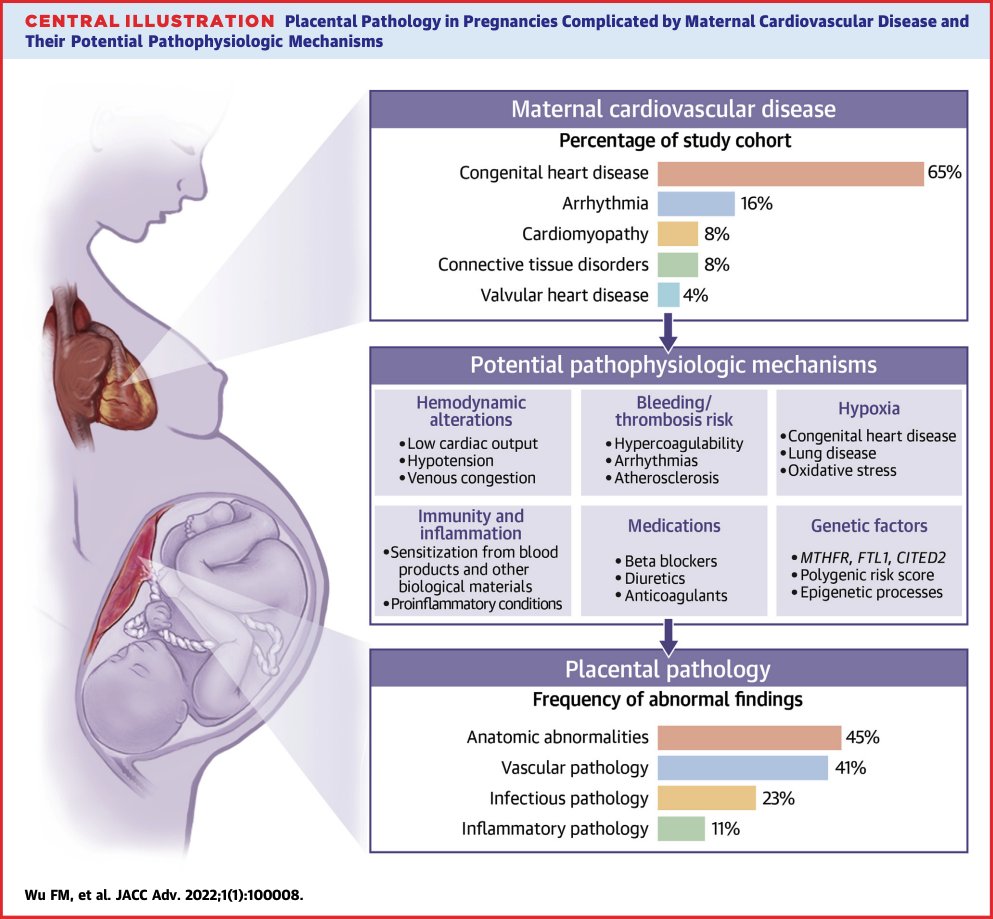 Boston Adult Congenital Heart Program tweet media