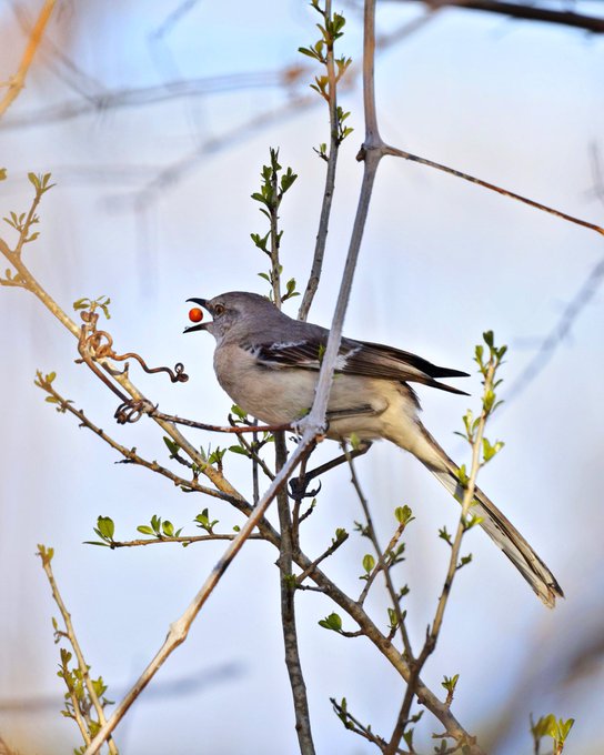 A mockingbird and a Berry. #TwitterNatureCommunity #BirdsPhotography #birdwatching #BirdsSeenIn2022 https://t<a href="/tag/twitternaturecommunity"class="tags">#TwitterNatureCommunity</a><a href="/tag/birdwatching"class="tags"><span>#birdwatching</span></a><a href="/tag/birdsphotography"class="tags"><span>#birdsphotography</span></a><a href="/tag/birdsseenin2"class="tags"><span>#birdsseenin2</span></a>