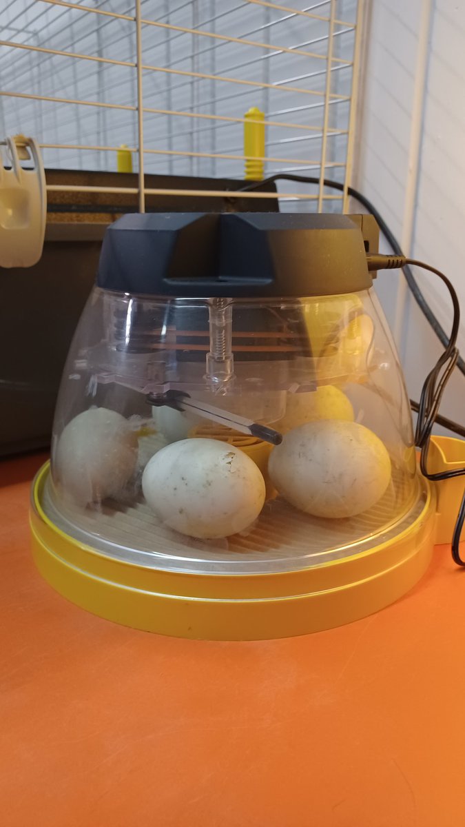 Limpsfield_Inf's tweet photo. It was a very exciting day in Reception today! Children and staff are eagerly awaiting and watching for our new arrivals. https://t.co/iiNLSWz0qt