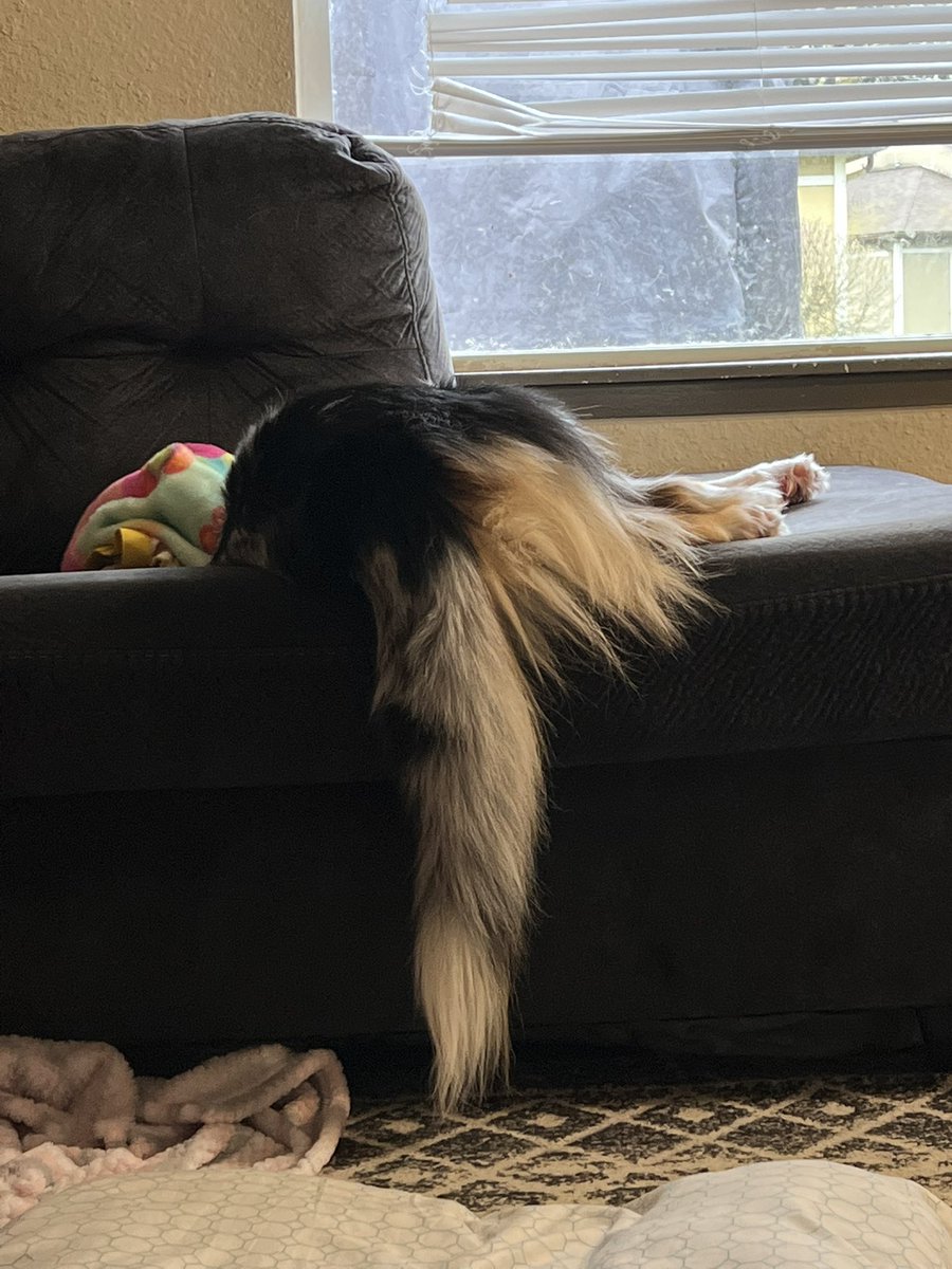 Rapunzel
Rapunzel
Let down your hair

#dogtwittet #twitterdogs #dogsoftwittet #twitterdogcommunity #dogcommunity