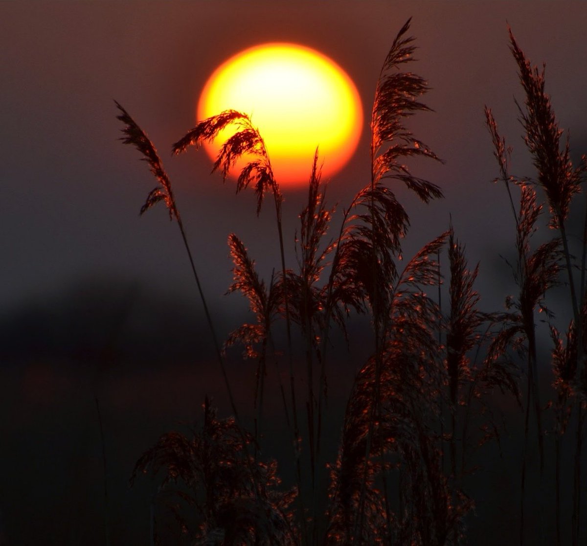 CarlBovisNature's tweet photo. Greylake sunset... ☀ https://t.co/Za7q9NT2ar