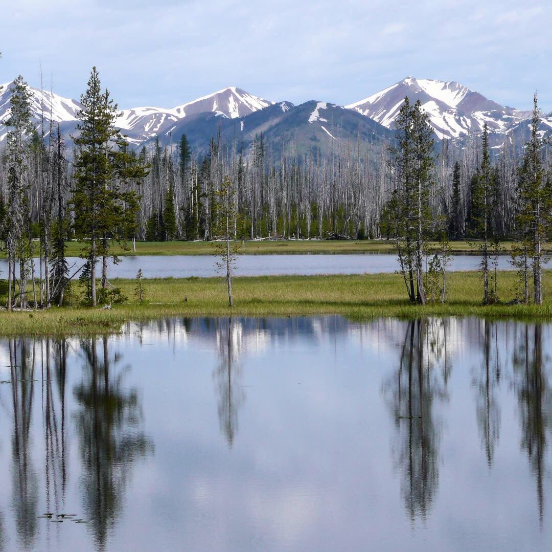 Forest Service NW tweet media