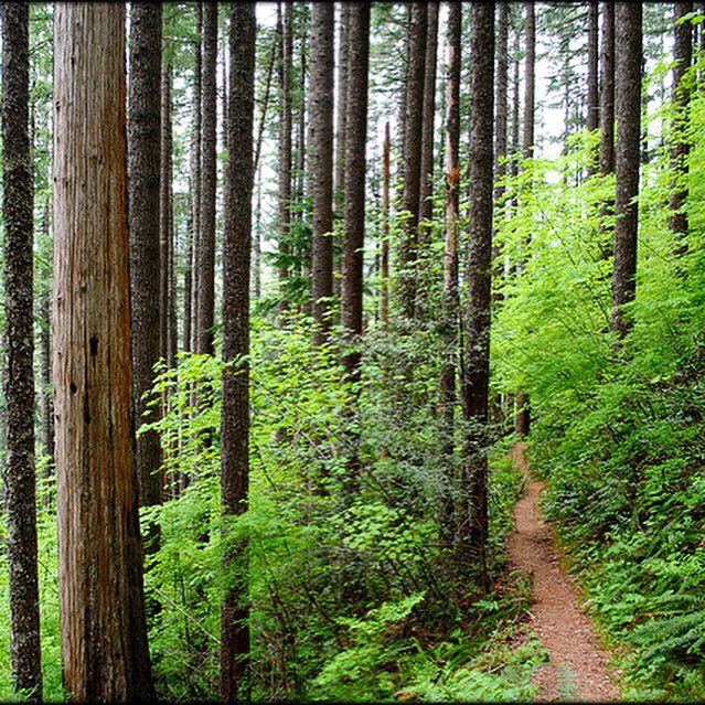 Forest Service NW tweet media