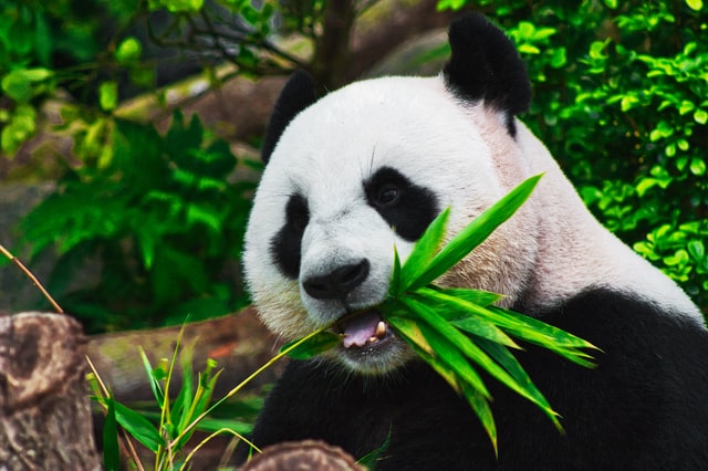 visionplusinc's tweet photo. Panda. Large black-and-white bear-like mammal, native to China. Eats, shoots and leaves.

Lets appreciate this beautiful creation of GOD!

#HappyPandaDay https://t.co/aVE65P7h8Y