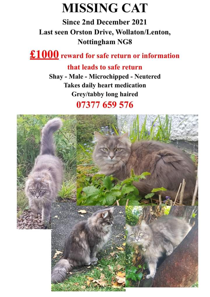 JohnDaffern2's tweet photo. @MissingPetsGB @rejannealb @HealthyTicker @LaikaTwat @BeautyAndTheCat @BBCNottingham @nottslive @beautys_legacy @CatsMissing #FindShay https://t.co/7U31pCQ8xE