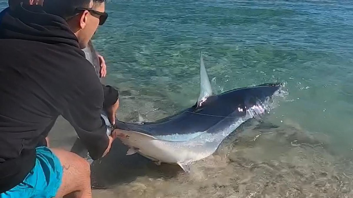 rey_mtg's tweet photo. Been a minute since i got on here lol but drop my shark fishing page a like on FB 🤙 finally a business owner doing what i love! https://t.co/4BE0sikrw4 https://t.co/iRyZSKmbRU