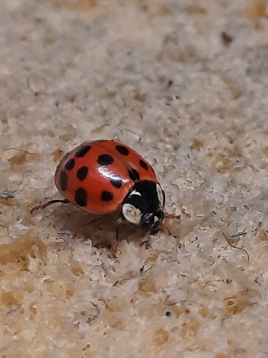 Coccinelle sur éponge qui semble annoncer le printemps 😊🥰