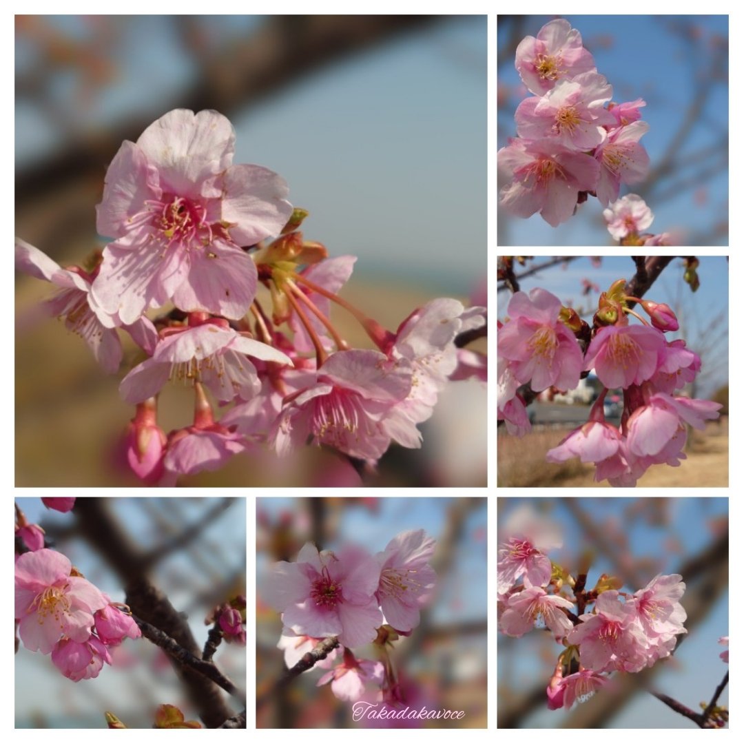 かっちゃん 風がそっと吹き抜ければ 花は優しく揺れて 愛おしい小さなひとひらの花びらの 春を告げる美しい囁きを 耳を澄ませて聞いてみれば 心が同じ色に染まる 湖岸に咲く河津桜 おはようございます Photography T Co Jrsjzd45ml かっちゃん 風がそっと吹き抜ければ 花は優しく揺れて 愛おしい小さなひとひらの花びらの 春を告げる美しい囁きを 耳を澄ませて聞いてみれば 心が同じ色に染まる 湖岸に咲く河津桜 おはようございます Photography T Co Jrsjzd45ml