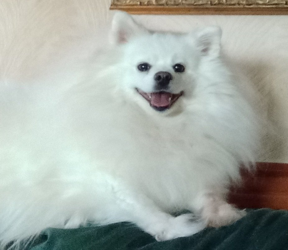 MamaPoppy2's tweet photo. Poppy says hello!! #DogsofTwittter #americaneskimo #sheownsme #dogprincess https://t.co/io2L89OXhX