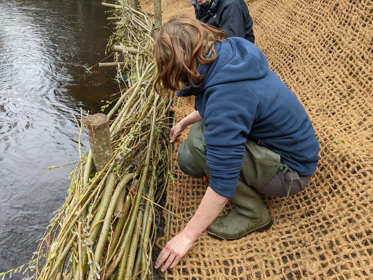 WOLCT's tweet photo. In 7 days, 17 people from @WOLCT &amp; @_EarthCalling_ have secure 25m of river bank with willow spiling.  A natural material erosion blanket was staked &amp; pinned into place today to finish the job. Thank you all that helped #traditionalskill #habitatcreation #greensolutions https://t.co/sSxU0PkuDU