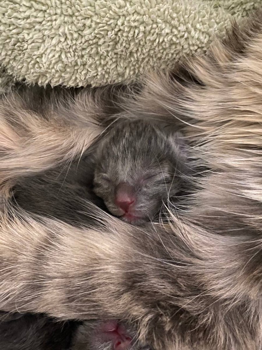 ElusiveMobes tweet media