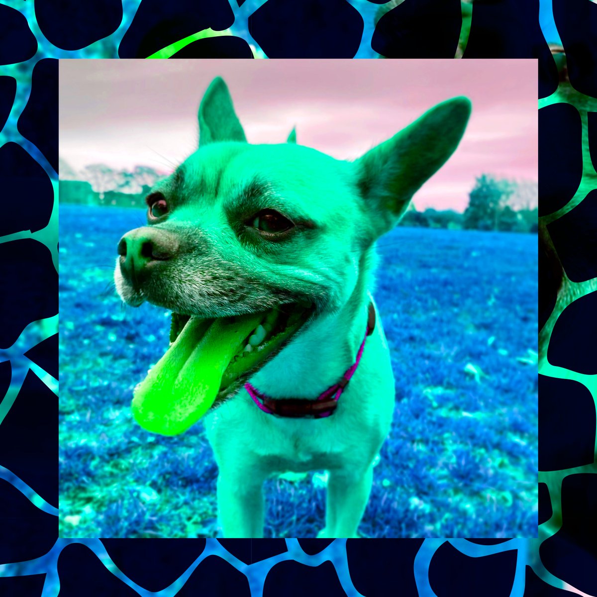 Ceatures_Earth's tweet image. Afternoon animal lovers. So it's about time you meet the cast. Introducing Illuminous Luna. Luna will be our first NFT release. Over the next few days, we will be announcing our other 9 in the drop. Remember 60% of Luna's purchase price go's to animal charitys. #nft #incomingdrop