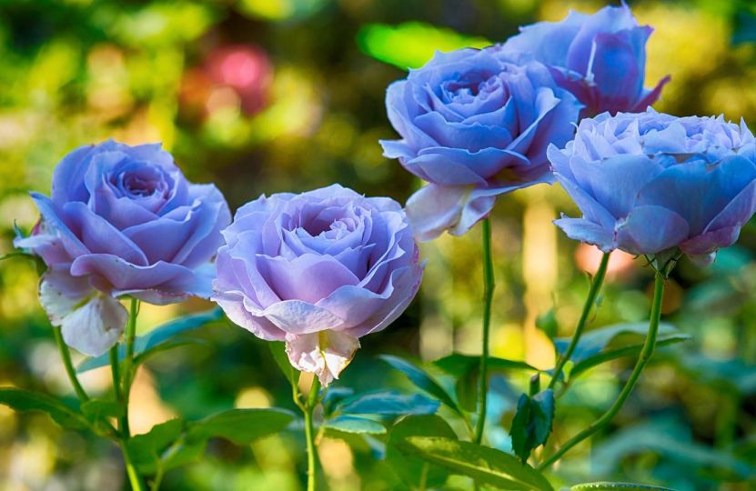 azd43a's tweet photo. جمال وسمو https://t.co/Vij8Xez6QV