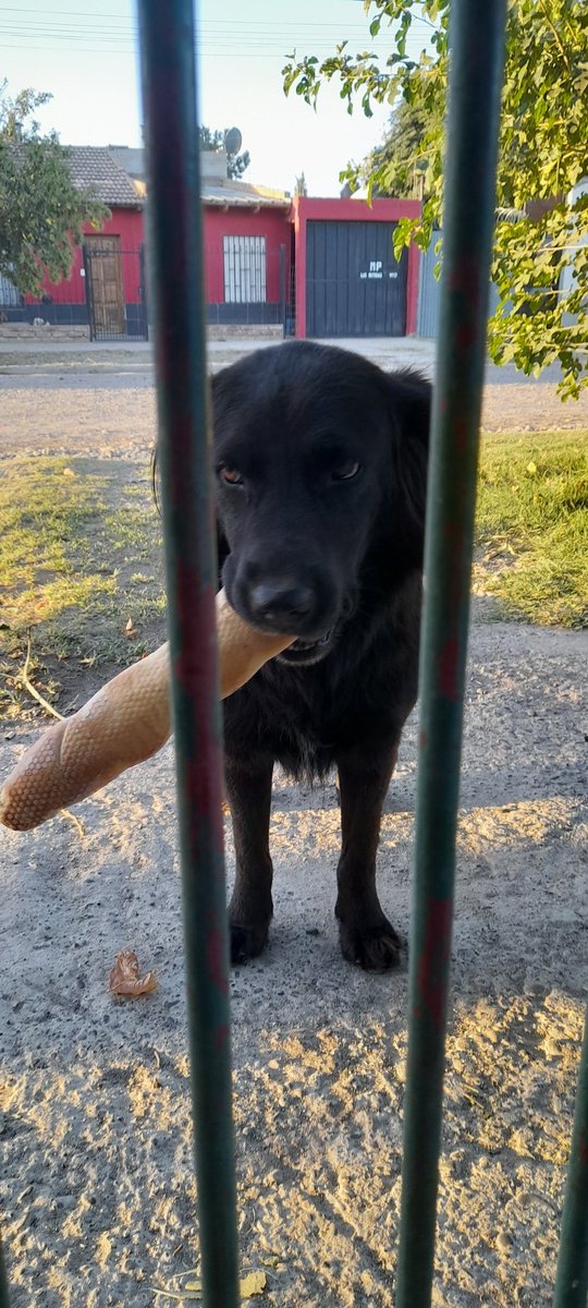 charlysepu08's tweet photo. ATENCION: Almaceneros de Plottier, si les falta tiras enteras de pan, acá el culpable. Ya trajo medio kilo hoy. Déjenle a mano unos salamines y un quesito porfa! https://t.co/YqnPNYfOQy
