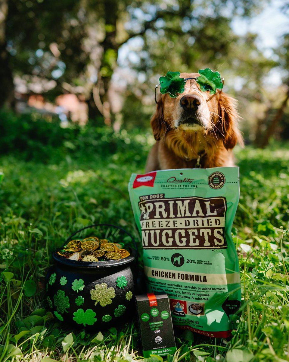Lucky to have <a href="/primalpetfoods/">primalpetfoods</a> in our lives 🍀 
We all know I’m a sucker for a themed holiday post😂
Thank you so much <a href="/PrimalPet/">Primal Pet Foods</a> for sending us these freeze dried chicken nuggets! We really found the gold at the end of the rainbow🌈💰🍀