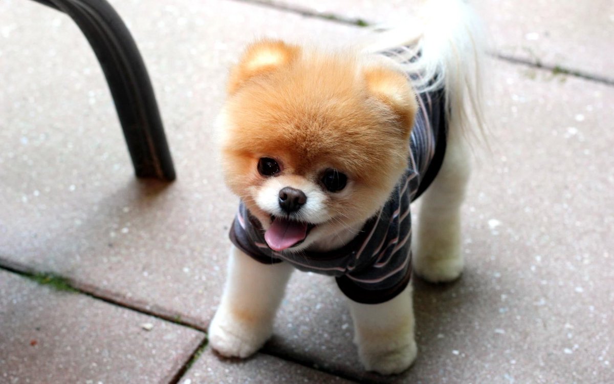 😍😍😍😍😘😘😘😘
#cute #dogsoftwitter #dogs 
bit.ly/pet_safe_care_…