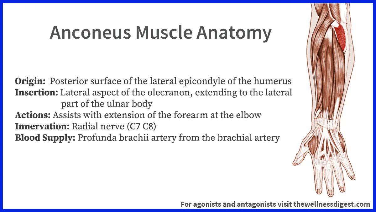 thewelldigest's tweet photo. Do you have pain on the outside of the elbow, often called tennis elbow? The anconeus muscle may be the cause. The muscle connects the upper arm, point of the elbow and lower arm. If you have pain and stiffness in the elbow, check this muscle.
https://t.co/IbUvIoQqdo https://t.co/UnOoQLisIf