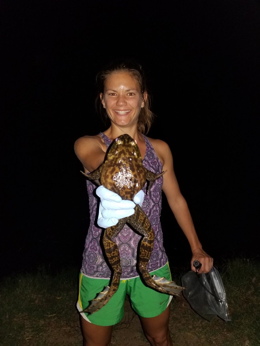 NSF REU at UCF Biology (@ucfbioreu) on Twitter photo Like frogs 🐸? Interested in disease 🦠?
Come work with <a href="/savagevolution/">Anna Savage</a> and <a href="/SavagelabUCF/">Savage Lab</a> this summer as a paid #NSF #REU student.
The 🐸 we study are tiny & huge, native and invasive, aquatic 💦 & terrestrial 🌳, genetically 🧬 diverse & depleted….and full of pathogens🦠! Like frogs 🐸? Interested in disease 🦠?
Come work with <a href="/savagevolution/">Anna Savage</a> and <a href="/SavagelabUCF/">Savage Lab</a> this summer as a paid #NSF #REU student.
The 🐸 we study are tiny & huge, native and invasive, aquatic 💦 & terrestrial 🌳, genetically 🧬 diverse & depleted….and full of pathogens🦠!
