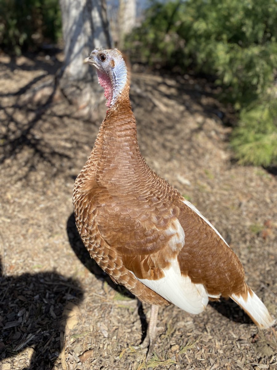 OasisFamilyFarm's tweet photo. We have been working tirelessly thru the Winter to build and make new things for you to see this season, be sure to be here opening weekend April 2nd and 3rd. Make sure to stop by and say Hi to a new member of our Oasis Family, Rogue!! https://t.co/PicIYm4Ygy