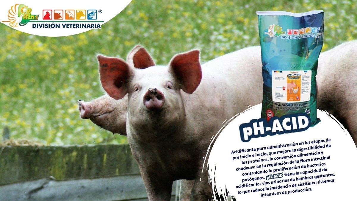 cdveterinaria's tweet photo. pH-ACID, acidificante gastroentérico para suministro en el alimento, estable, de absorción duodenal. Si quieres conocer más beneficios de este producto, contáctanos y  síguenos en nuestras redes sociales. #FelizMartesATodos https://t.co/UksaYVjbnM