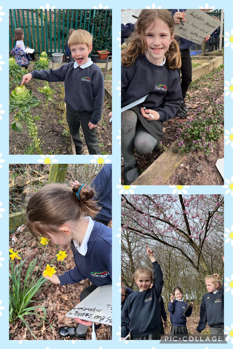 BarntonMissCo's tweet photo. We enjoyed getting outdoors for our Science lesson today! We identified plants in our school grounds. We were happy to see signs of spring too! 🌷🌿 #ScienceWeek #BCNPSScience @BarntonMrsL @BarntonMissKM @BarntonMrsSc https://t.co/VRmcK3OzUR