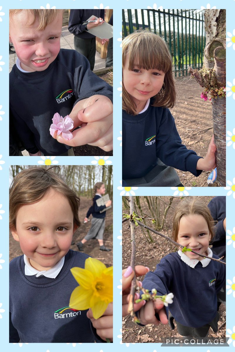 BarntonMissCo's tweet photo. We enjoyed getting outdoors for our Science lesson today! We identified plants in our school grounds. We were happy to see signs of spring too! 🌷🌿 #ScienceWeek #BCNPSScience @BarntonMrsL @BarntonMissKM @BarntonMrsSc https://t.co/VRmcK3OzUR
