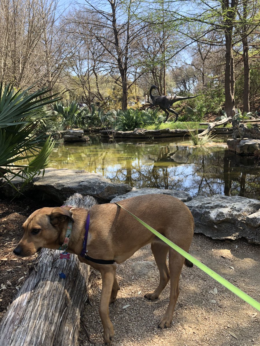 AdaleighonFox7's tweet photo. Alexandria and I had an excellent girl date at the Zilker Botanical Gardens 🌸 It was free admission day, and we are rain-free through the weekend! Have a wonderful week and enjoy the nice weather ❤️
#zilker #botanicalgardens #fox7 https://t.co/Qo7lf6ME4s