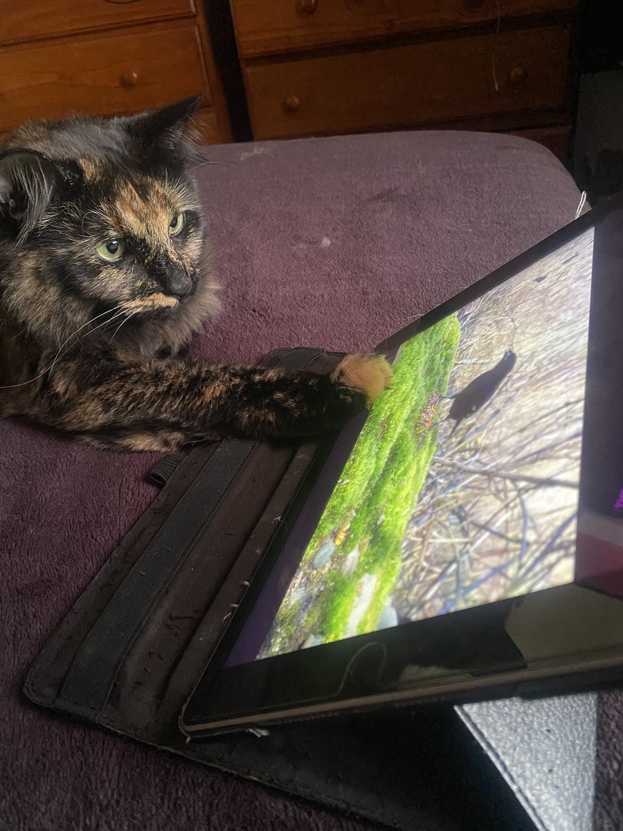 #Wednesday with Luna! She loves to watch <a href="/YouTube/">YouTube</a>, especially bird shows. Isn’t she just #adorable? 😍
#CatsOfTwitter #CuteCats