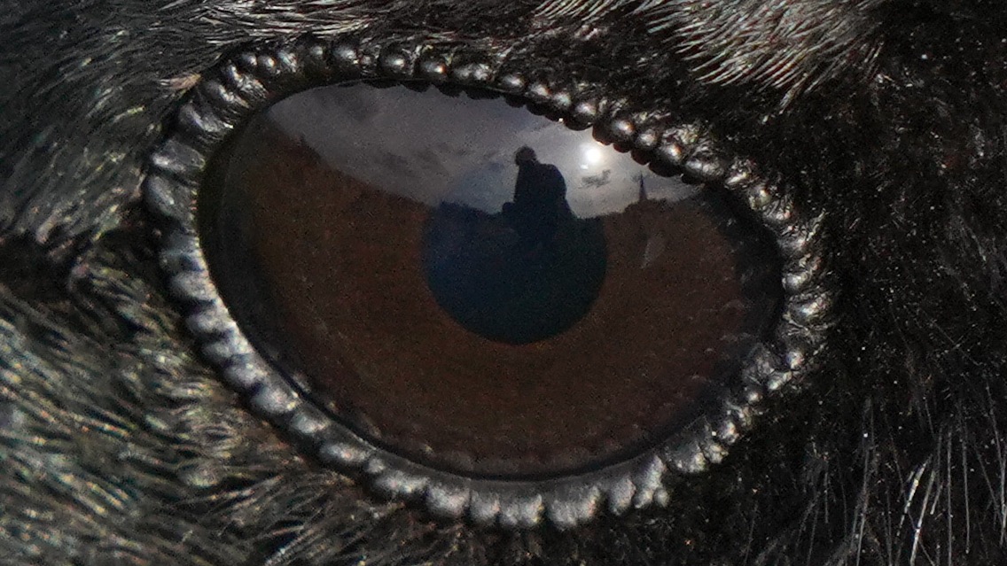 photo: unreasonable closeup of said crow, but focused on their eye, and in the reflection, the silhouette of a photographer, i.e, me