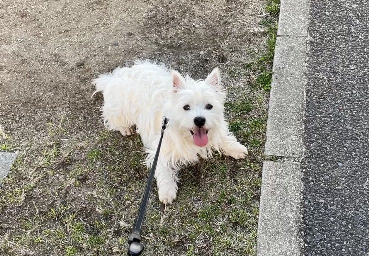 Simba_westie's tweet photo. おはようございます🐶

いつもお口真一文字だったシンバが、めずらしく笑顔のようなお顔に💕
暑くなってきたから走ったらすぐパンティングしちゃうらしい😋笑

こういうお顔をこれからたくさん見れるようになるの楽しみだなあ！ https://t.co/UakQKq2jiT