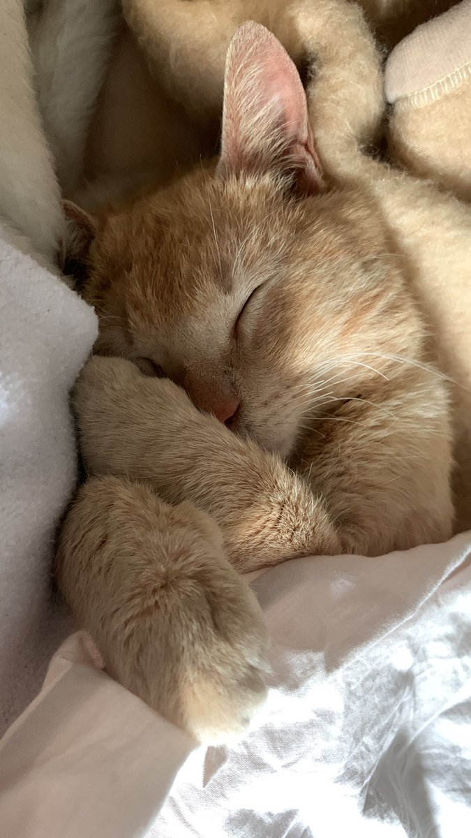 teresatruchado's tweet photo. SEVILLA/este gatito tan bonito q veis ya no se puede quedar más conmigo y busca una familia/casa de acogida. esta vacunado y es super bueno, muy mimoso y super sociable (muy dormilón también). la otra alternativa que me dan es llevarlo a una perrera https://t.co/zAIdOyqZPw
