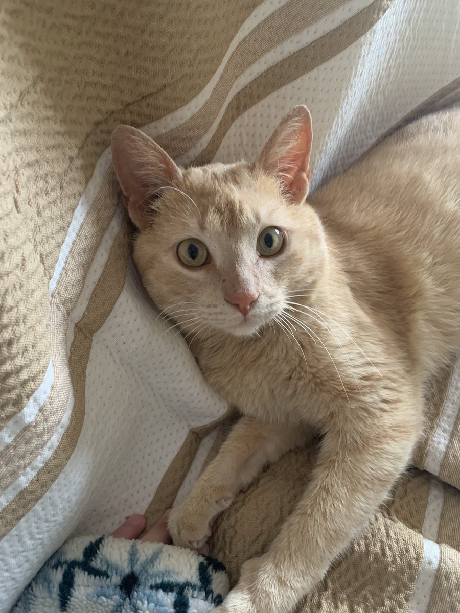 teresatruchado's tweet photo. SEVILLA/este gatito tan bonito q veis ya no se puede quedar más conmigo y busca una familia/casa de acogida. esta vacunado y es super bueno, muy mimoso y super sociable (muy dormilón también). la otra alternativa que me dan es llevarlo a una perrera https://t.co/zAIdOyqZPw