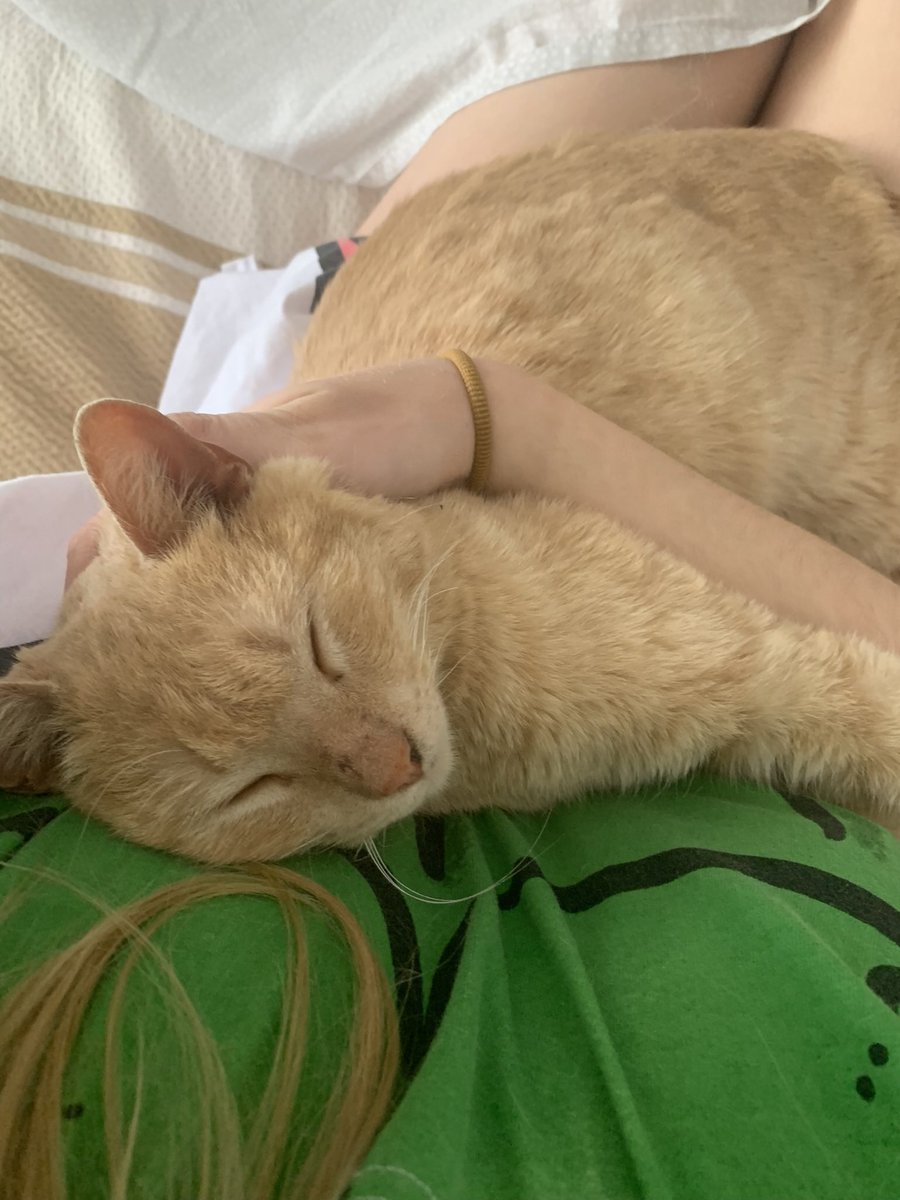 teresatruchado's tweet photo. SEVILLA/este gatito tan bonito q veis ya no se puede quedar más conmigo y busca una familia/casa de acogida. esta vacunado y es super bueno, muy mimoso y super sociable (muy dormilón también). la otra alternativa que me dan es llevarlo a una perrera https://t.co/zAIdOyqZPw