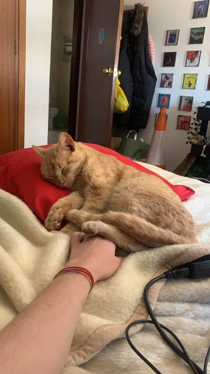 teresatruchado's tweet photo. SEVILLA/este gatito tan bonito q veis ya no se puede quedar más conmigo y busca una familia/casa de acogida. esta vacunado y es super bueno, muy mimoso y super sociable (muy dormilón también). la otra alternativa que me dan es llevarlo a una perrera https://t.co/zAIdOyqZPw