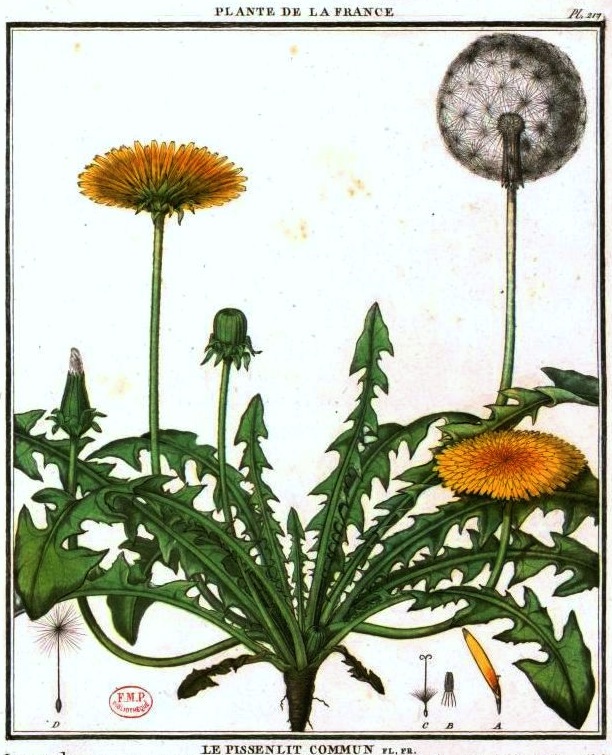 Aujourd'hui, nous sommes le sextidi 26 ventôse, de l'année CCXXX du calendrier républicain, jour du pissenlit.