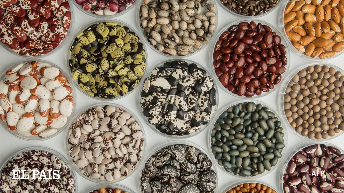 elpais_america's tweet photo. 🌱🇨🇴 Los frijoles perdidos de los incas se resguardan en el Valle del Cauca

El Centro Internacional para la Agricultura Tropical inaugura un banco de semillas con la mayor colección de fríjol, yuca y forrajes tropicales

🔗https://t.co/sO6sjwVsM9

🖋 @Santorrado 
🧵HILO [1/11] https://t.co/QJ8agvnQTZ